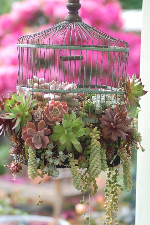 Upcycled Bird Cage Planter