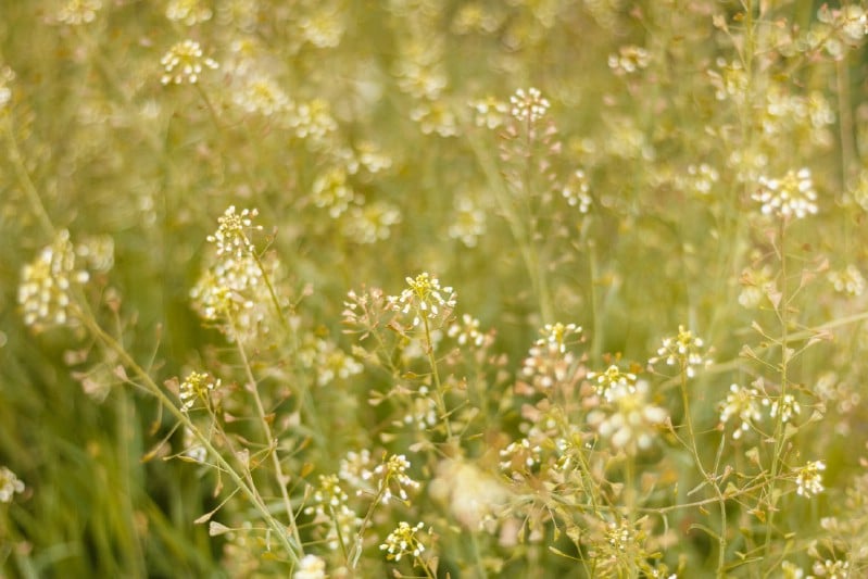 Shepherd’s Purse - Edible weeds and wildflowers