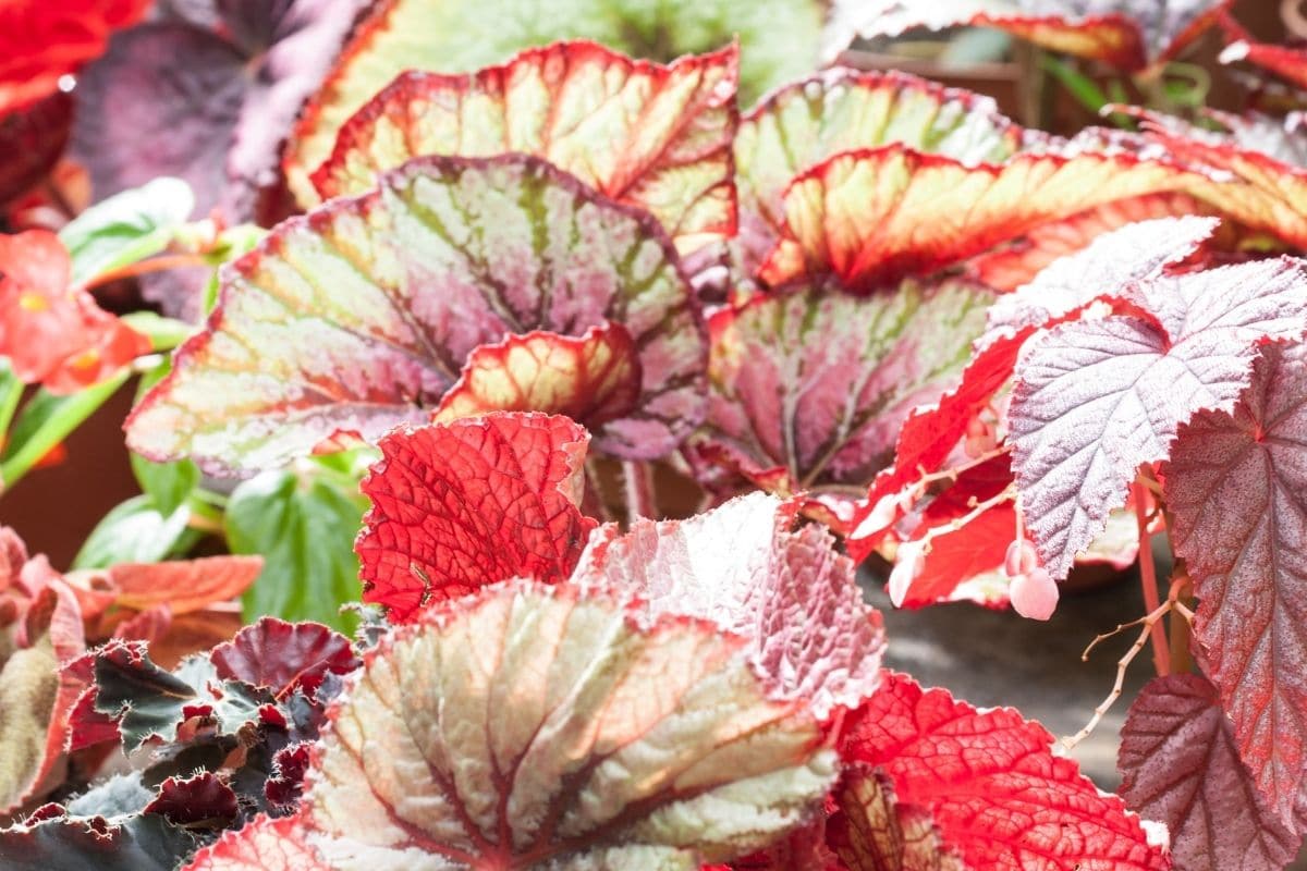 Begonia Ginny Galaxy Blätter bespritzt mit Schattierungen von Rosa, Silber und Burgunderrot