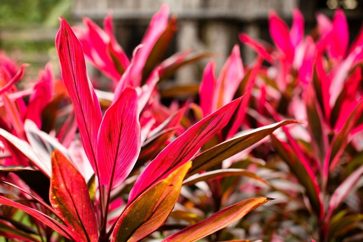 Cordyline fruitcosa with narrowed red leaves growing in the garden
